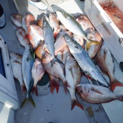 遊漁船 遊友 釣果