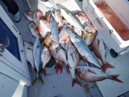 遊漁船 遊友 釣果