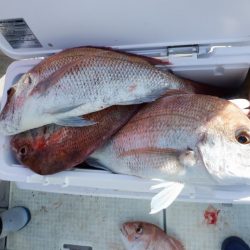 遊漁船 遊友 釣果