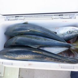 遊漁船 遊友 釣果