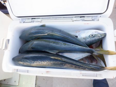 遊漁船 遊友 釣果