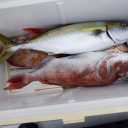 遊漁船 遊友 釣果