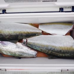 遊漁船 遊友 釣果