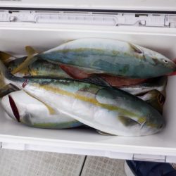 遊漁船 遊友 釣果