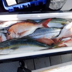 遊漁船 遊友 釣果