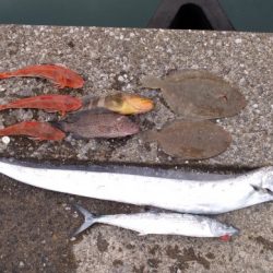 和丸(三重) 釣果