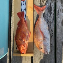 和丸（三重） 釣果