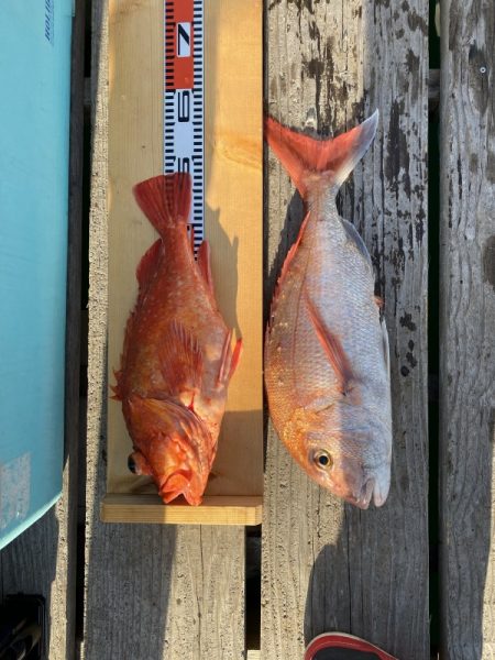 和丸（三重） 釣果