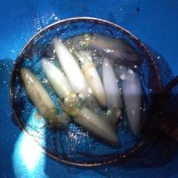 和丸（三重） 釣果