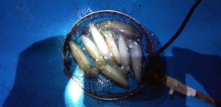 和丸（三重） 釣果