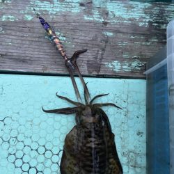 シードリーム 釣果