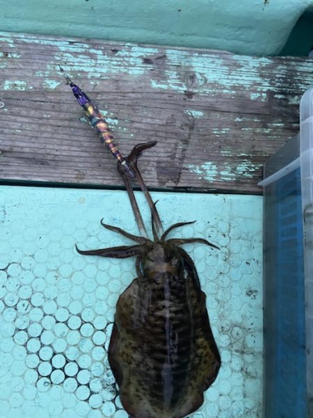 シードリーム 釣果