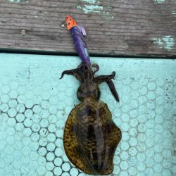 シードリーム 釣果