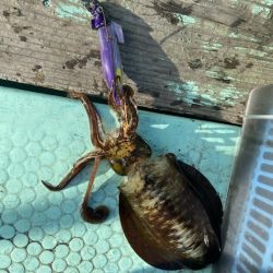 シードリーム 釣果