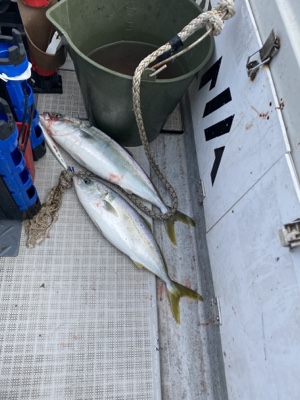 シーモンキー 釣果