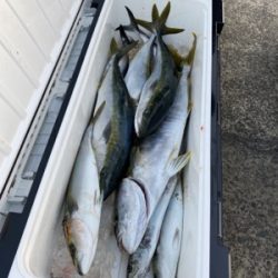 シーモンキー 釣果