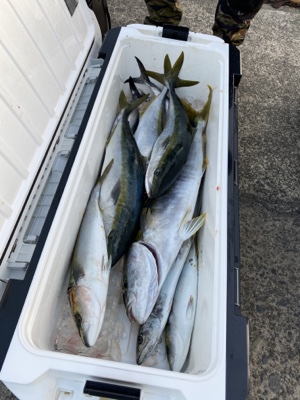 シーモンキー 釣果