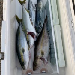 シーモンキー 釣果