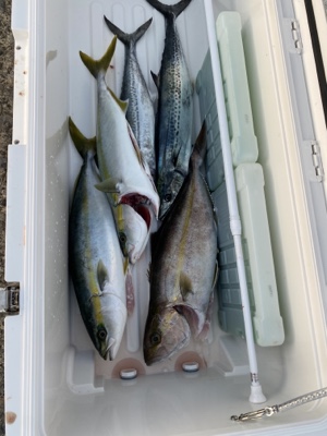 シーモンキー 釣果