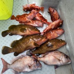 リトルワン 釣果