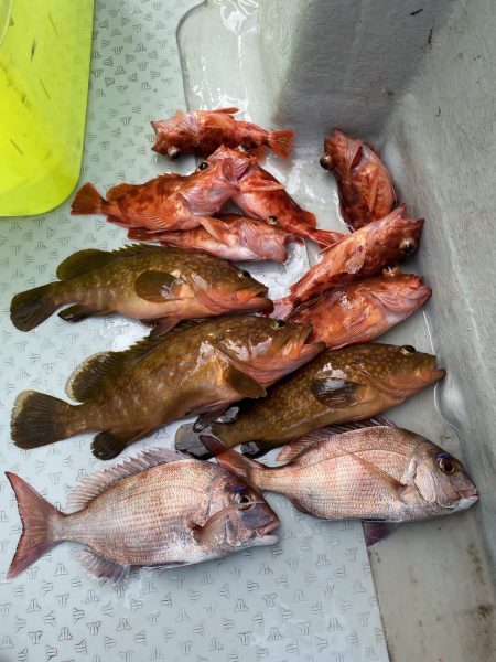 リトルワン 釣果