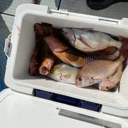 リトルワン 釣果