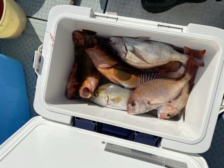 リトルワン 釣果