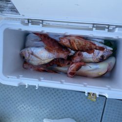 リトルワン 釣果