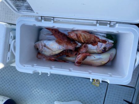 リトルワン 釣果