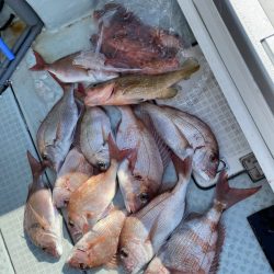 リトルワン 釣果