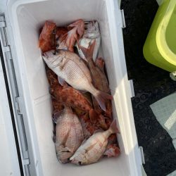 リトルワン 釣果