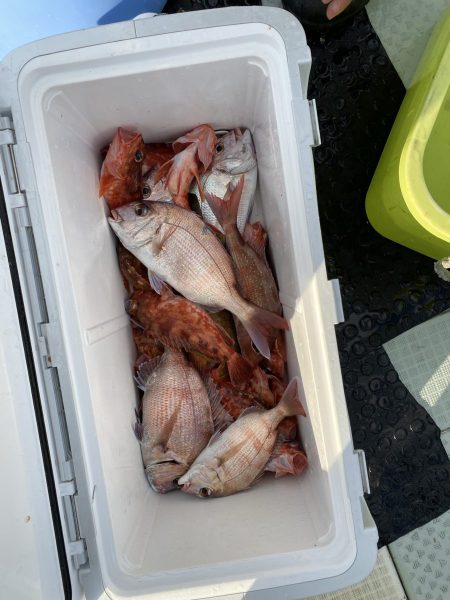 リトルワン 釣果