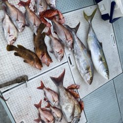 リトルワン 釣果