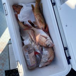 リトルワン 釣果