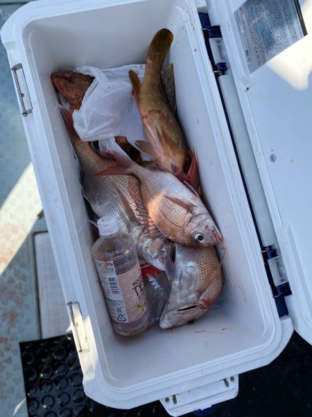 リトルワン 釣果