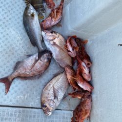 リトルワン 釣果