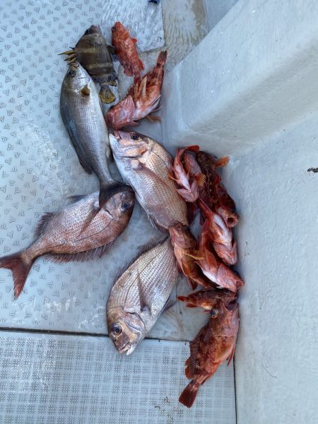 リトルワン 釣果