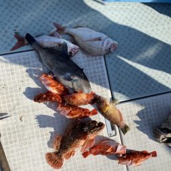 リトルワン 釣果