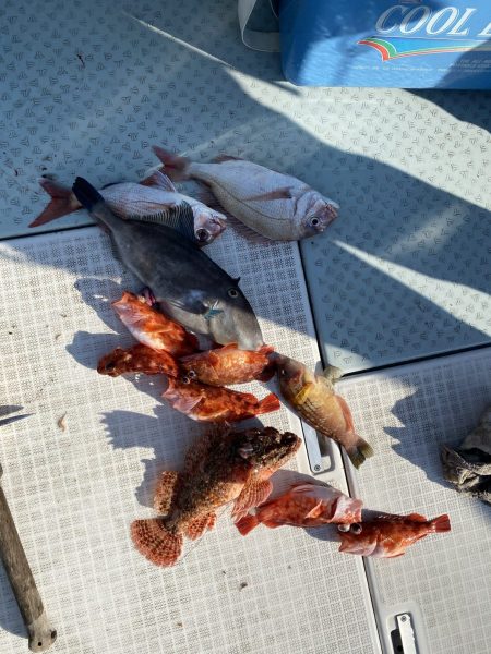 リトルワン 釣果