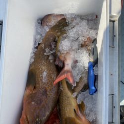 リトルワン 釣果