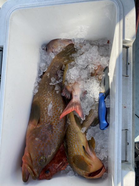 リトルワン 釣果