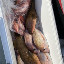 リトルワン 釣果