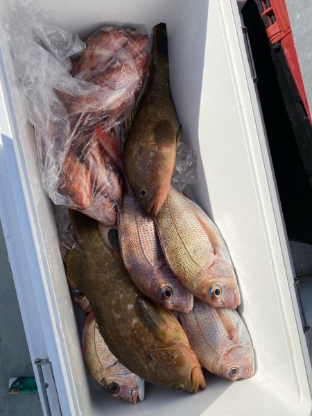 リトルワン 釣果