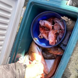 リトルワン 釣果