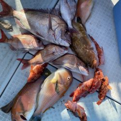 リトルワン 釣果