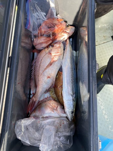 リトルワン 釣果