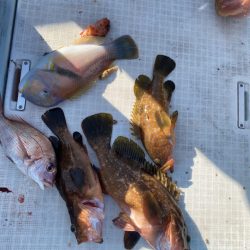 リトルワン 釣果