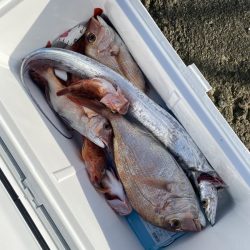 リトルワン 釣果