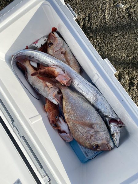 リトルワン 釣果