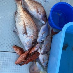 リトルワン 釣果